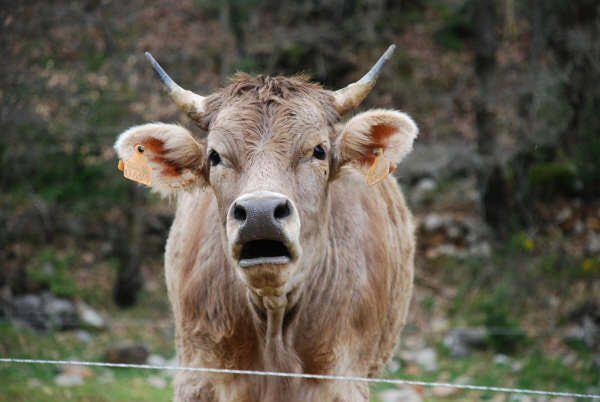 Apartamentos Pirineos Ordesa El Pueyo de Araguas Luaran gambar