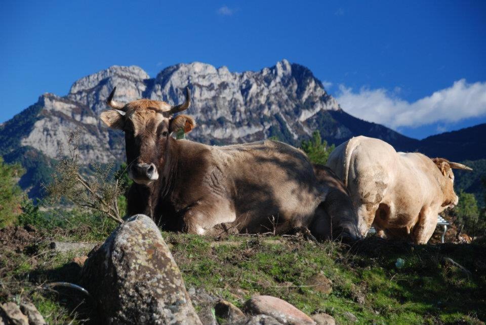 Apartamentos Pirineos Ordesa El Pueyo de Araguas Luaran gambar